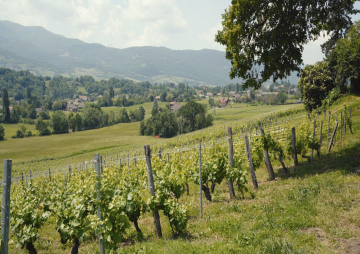 Vignoble en Savoie