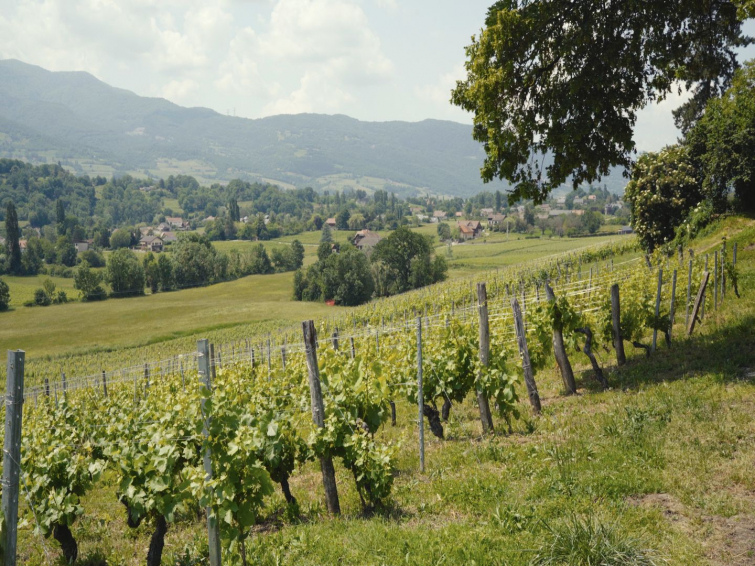 Preview image for the video "Vi.A TOUR - Tour de la Route des Vignobles Alpins".