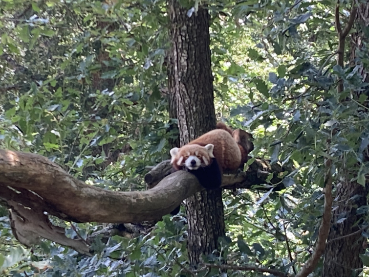 Preview image for the video "La parc animalier d'Auvergne".